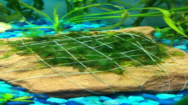 How to Attach Aquarium Plants: Step-by-Step Guide for Beginners