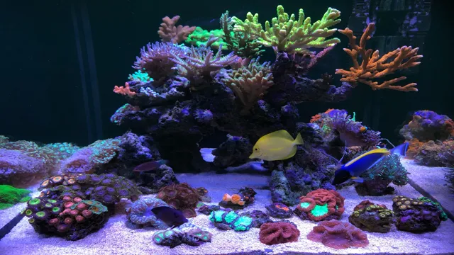 how to attach coral in aquarium