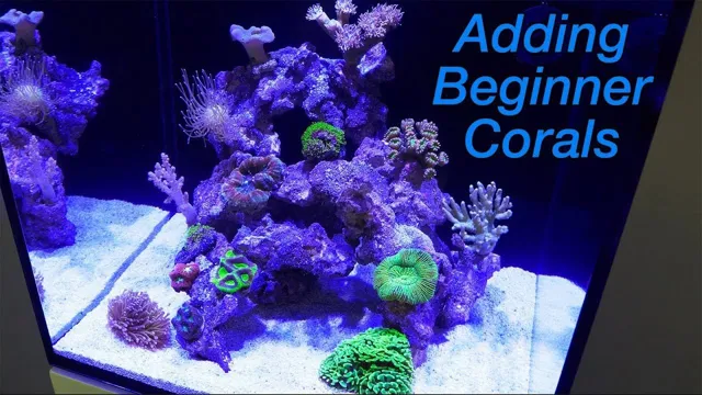 How to Attach Coral in Aquarium: A Complete Guide for Beginners