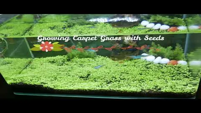 How to Attach Grass Mat to Aquarium: A Step-by-Step Guide to DIY Aquascaping