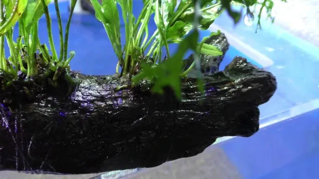 how to attach java fern to wood aquarium