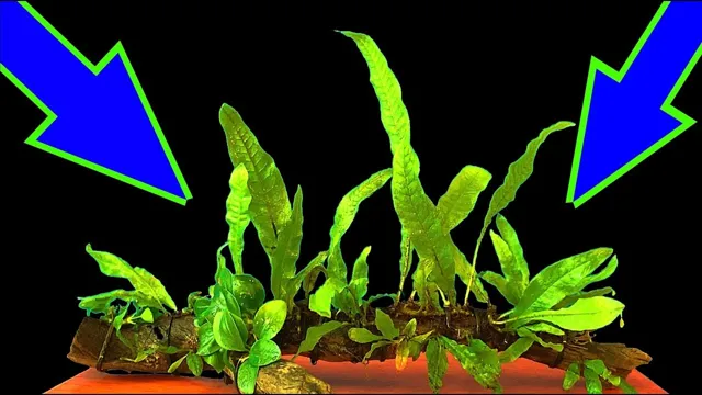 how to attach java fern to wood aquarium superglue