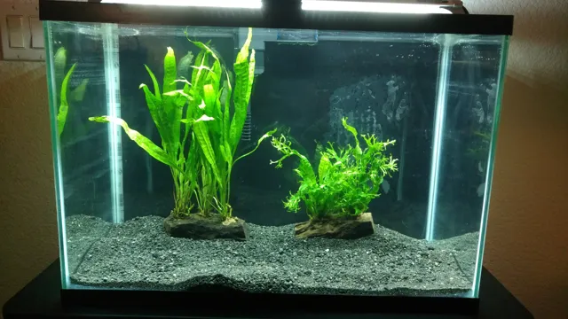 How to Attach Java Fern to Wood Aquarium with Superglue | A Step-by-Step Guide