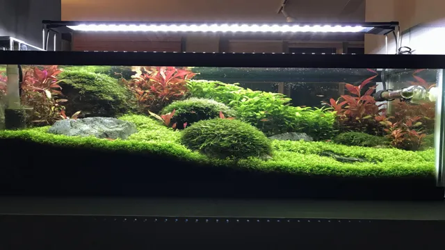 how to attach java moss in aquarium