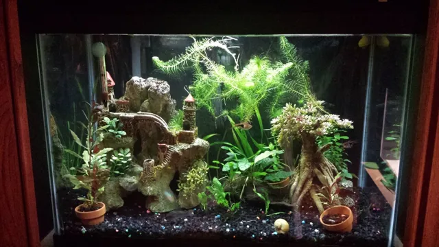 How to Attach Java Moss in Aquarium: A Comprehensive Guide