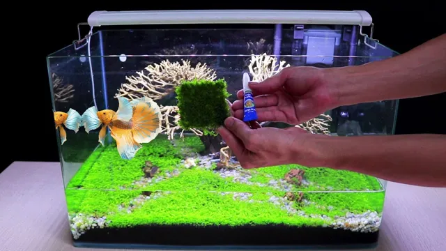 how to attach moss to wood in aquarium