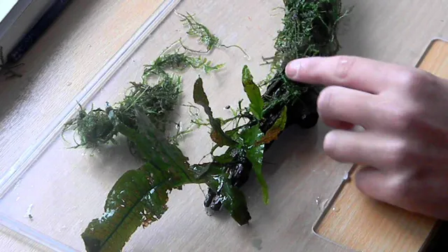 how to attach moss to wood in aquarium