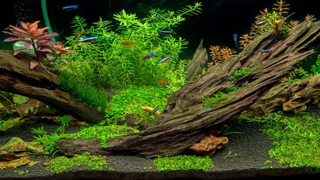 how to attach plants to wood in aquarium