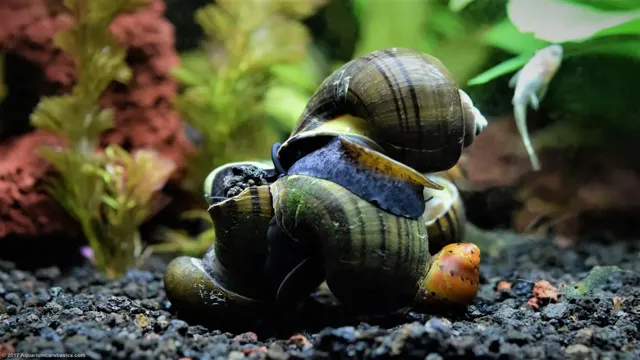 How to Attract Snails in Aquarium: Tips and Tricks for a Thriving Aquatic Environment