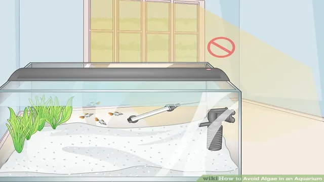 how to avoid algae in aquarium