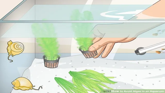 How to Avoid Algae in Aquarium: Tips and Tricks for a Clear and Clean Fish Tank