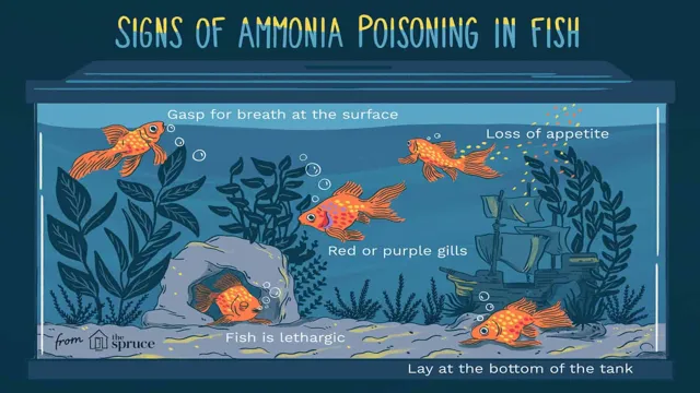 How to Avoid Ammonia in Aquarium: A Beginner’s Guide on Preventing Harmful Buildup.