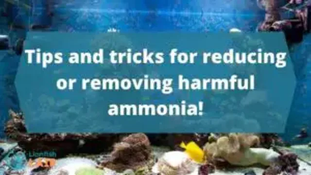 how to avoid ammonia spike in aquarium