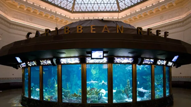 How to Avoid Lines at Shedd Aquarium and Enjoy a Hassle-Free Visit