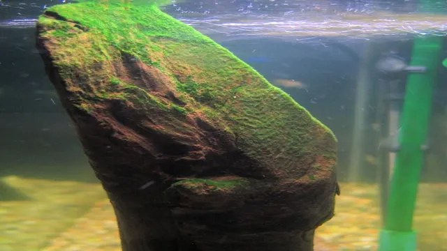how to avoid moss in aquarium