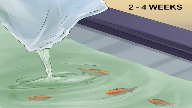 how to avoid new aquarium syndrome