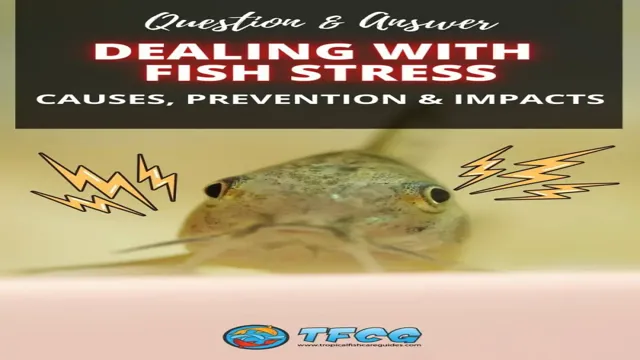 how to avoid stress in a aquarium