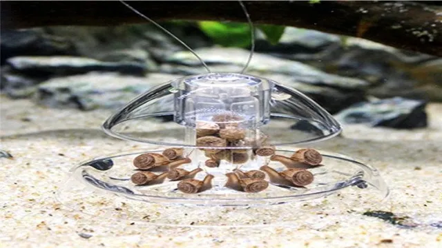 how to bait snails in aquarium