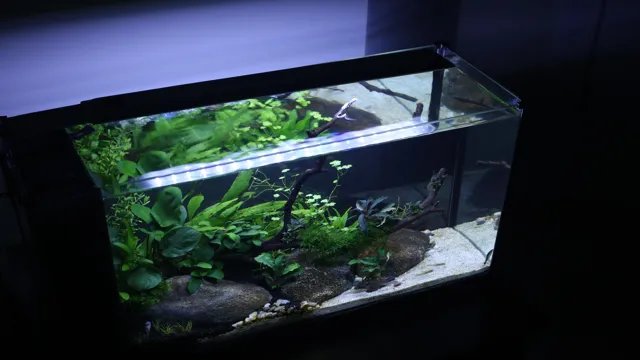 How to Balance a Low Tech Aquarium: A Beginner’s Guide to…