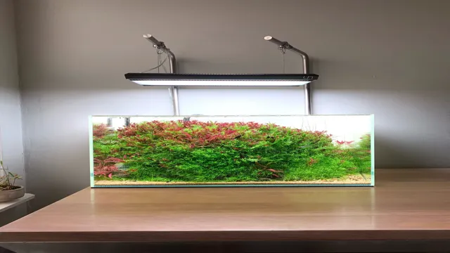 how to balance planted aquarium