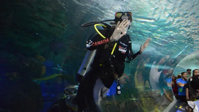 how to be a diver at ripley's aquarium