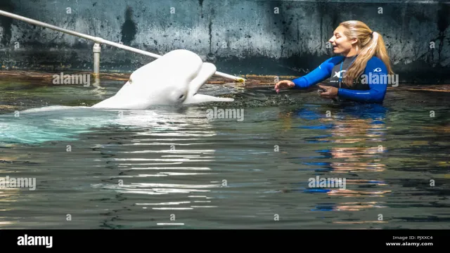 how to be an animal trainer at the georgia aquarium