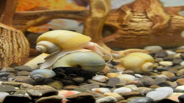 how to be sure your aquarium is snail free