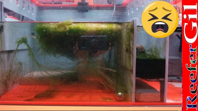 how to beat algae aquarium