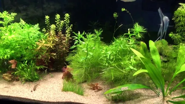 How to Beat Grow Aquarium Blues: Tips and Tricks for the Perfect Tank