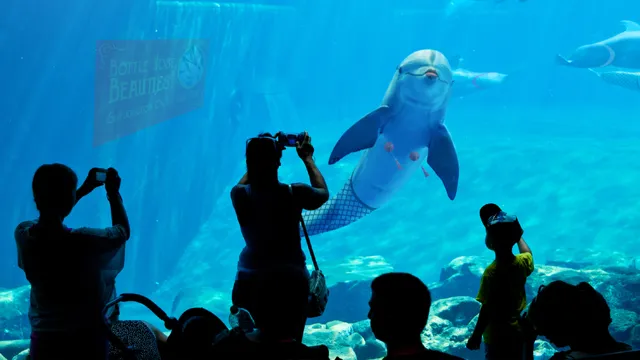 how to become a dolphin trainer at shedd aquarium