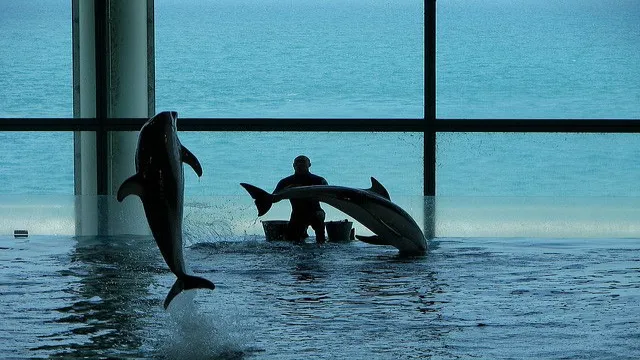 How to Become a Dolphin Trainer at Shedd Aquarium: Tips and Requirements