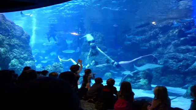 How to Become a Mystic Mermaid at the Denver Aquarium: A Beginner’s Guide to Mermaid Training and Performances.