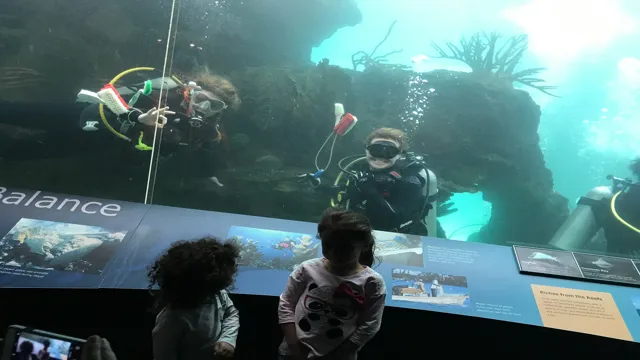 how to become a volunteer diver at ny aquarium