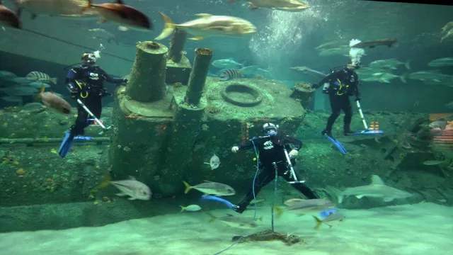how to become an aquarium diver