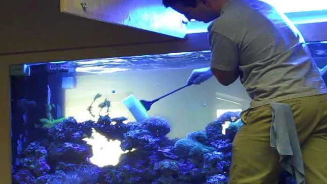 how to become an aquarium maintenance professional