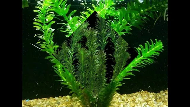 how to best grow elodea in aquarium