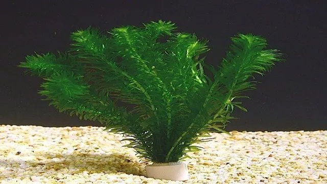 How to Best Grow Elodea in Aquarium: Tips and Tricks for Maximum Growth