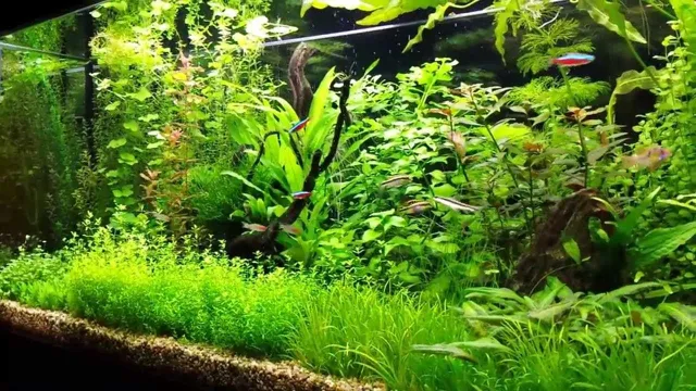 how to best maintain an plant aquarium