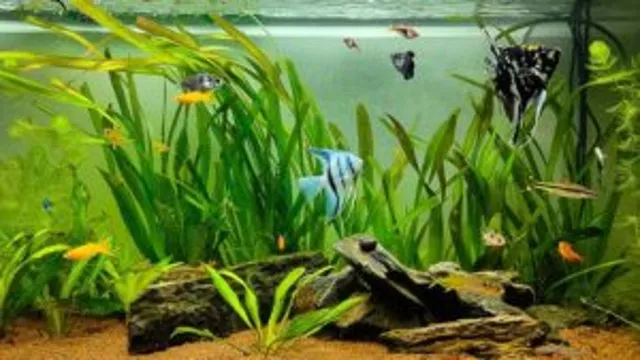 how to best take care of aquarium plants seachem