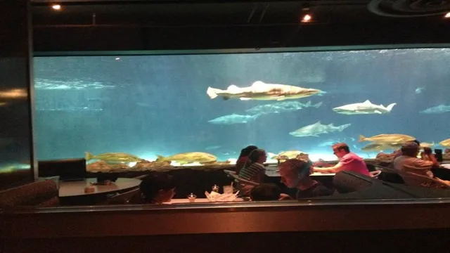 How to Measure the Size of Aquarium at Sea World Grill – A Comprehensive Guide