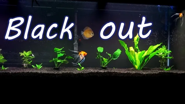 How to Blackout an Aquarium: The Ultimate Guide for a Dark…