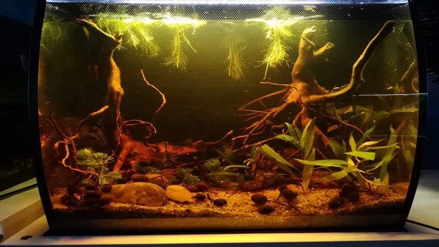 How to Blackwater Aquarium: A Step-by-Step Guide to Creating a Natural Habitat