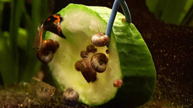 how to bleach aquarium plants to remove snails