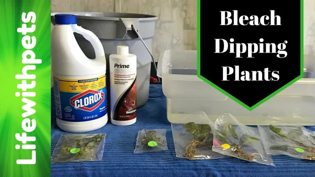 how to bleach dip aquarium equipment