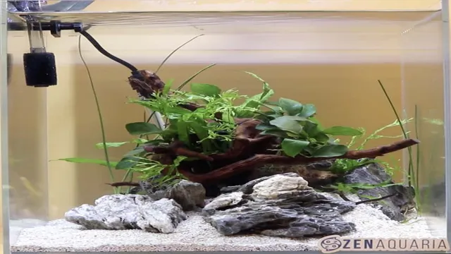 how to boil spiderwood for an aquarium