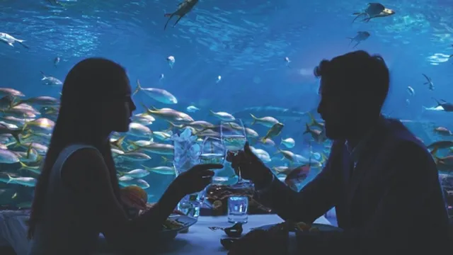 How to Book a Romantic Valentine’s Day at Denver Aquarium: Tips and Tricks