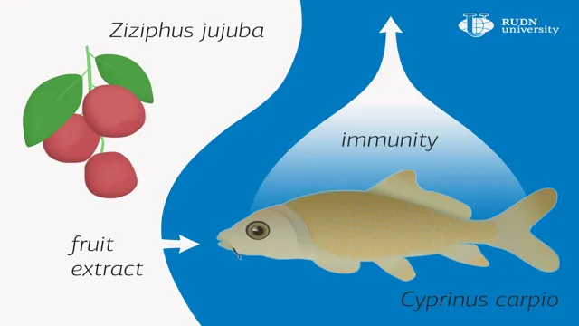 how to boost aquarium fish immune system