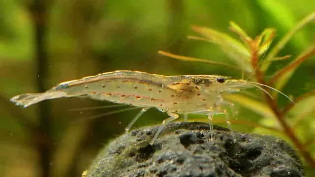 how to breed amano shrimp in aquarium