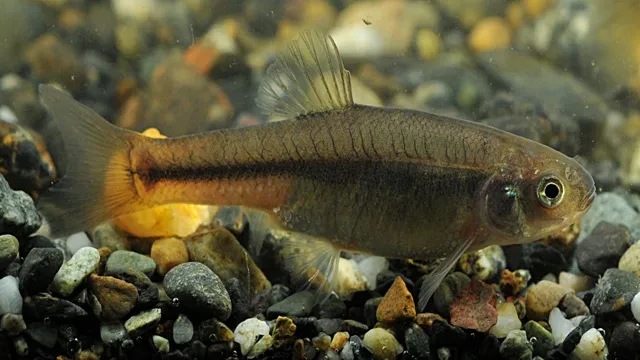how to breed and keep fathead minnows in an aquarium