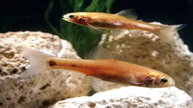 How to Breed and Keep Fathead Minnows in an Aquarium: A Beginner’s Guide